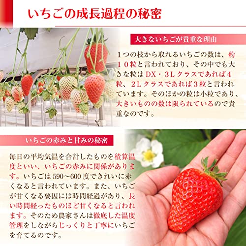 Amazon.co.jp: F0117 707 Strawberries Limited Variety, Large Size